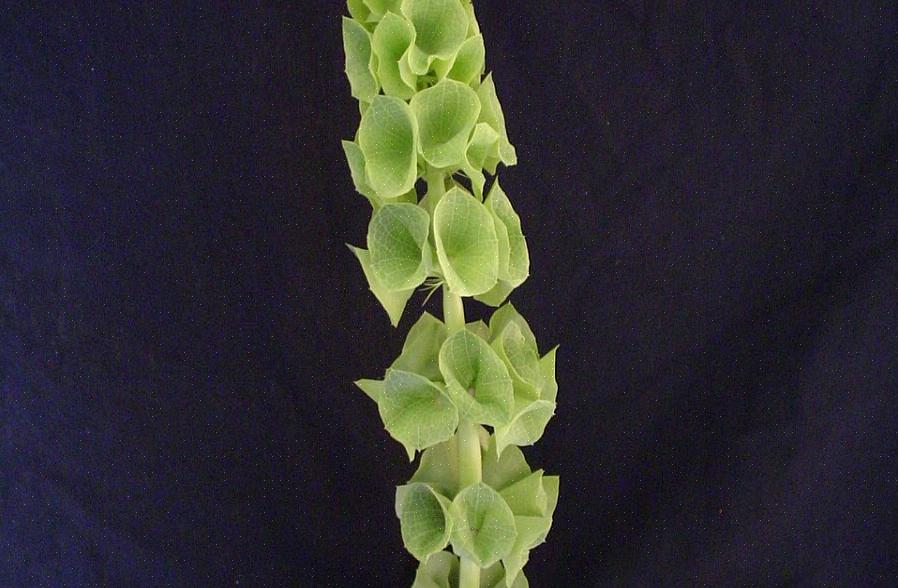 Klokker av Irland vokser i alle soner