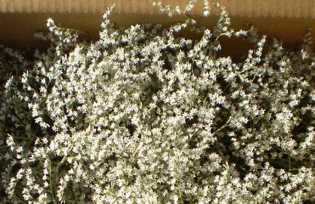 Statice planter favoriserer de samme vekstforholdene som globe amaranth