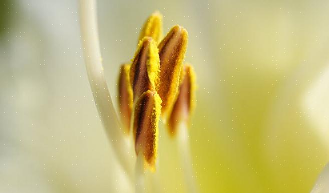 Hold det flekkete området med forsiden ned slik at pollen ikke kan falle på andre områder av klærne