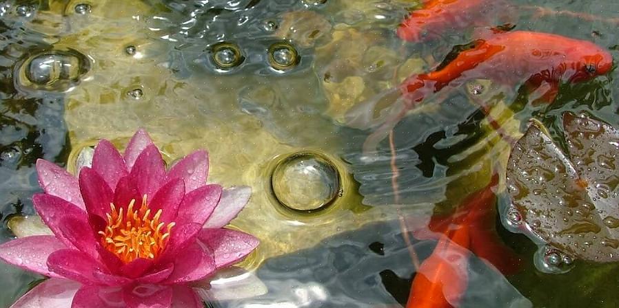 Også referert til som feng shui-rikdom