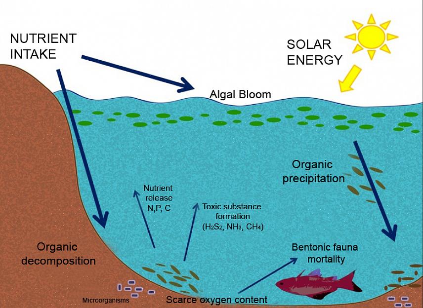 Eutrofiering kan også forekomme utenfor vannet
