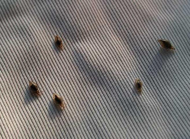 Med bare noen få nitter (som er lusens egg) forblir i live