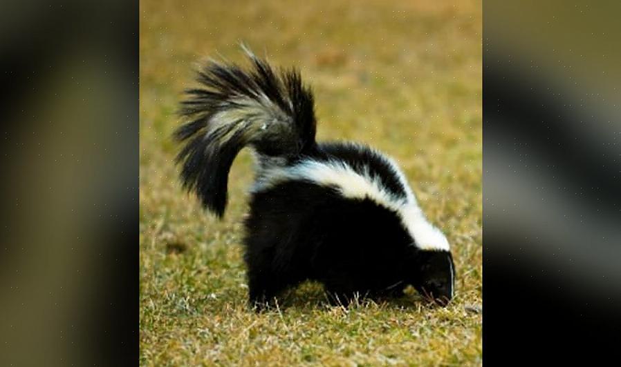 Stinkdyr kan også være til sjenanse på gårder der de vil angripe