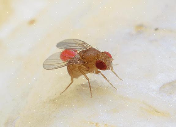 Den beste løsningen for en phorid-flyinfeksjon er å lokalisere