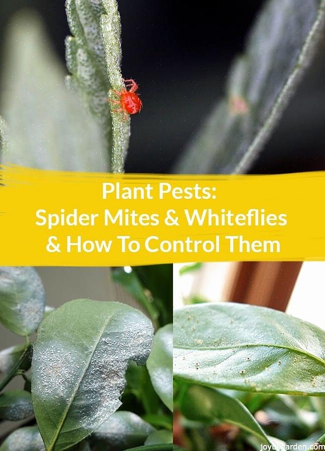 Gule eller svarte flekker som kan vises på alle deler av en plante