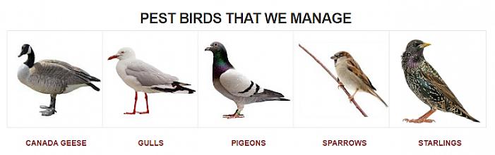 Områder der skadedyrfuglene kan mate