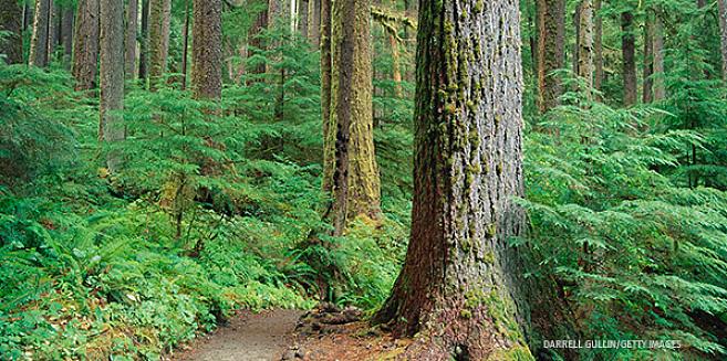 Foruten Douglas gran inkluderer andre mulige navn Doug-gran