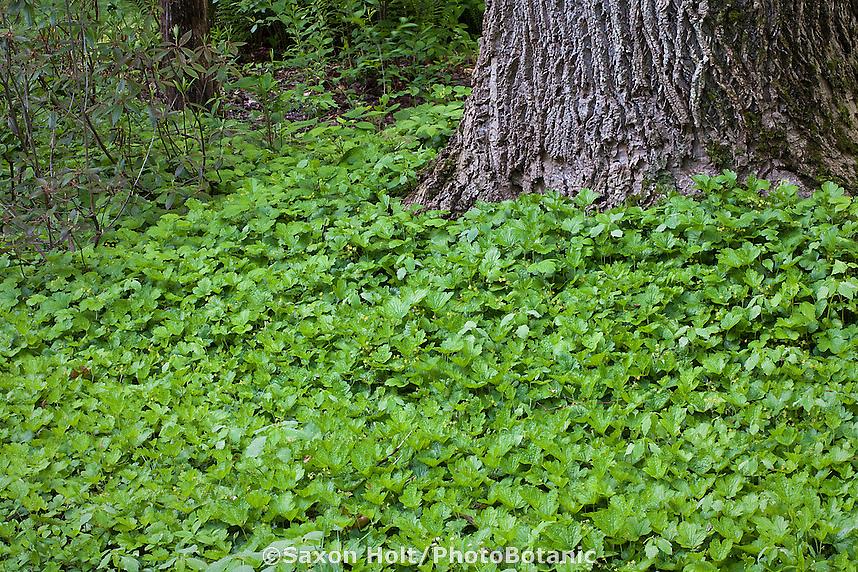Som Appalachian ufruktbar jordbær