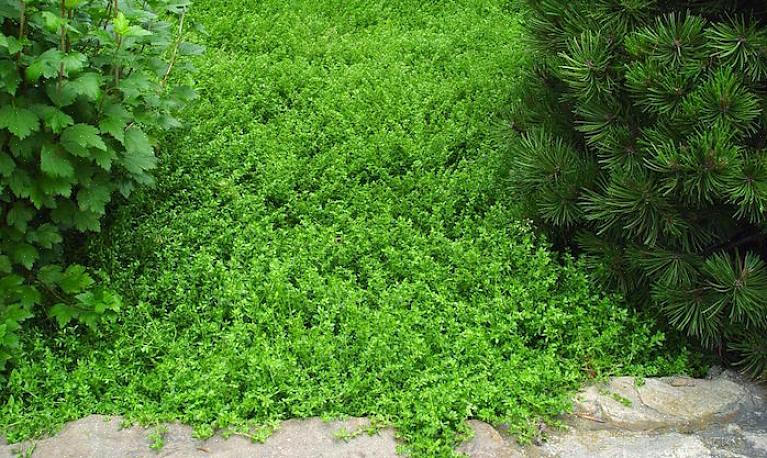 Dessverre setter de fleste ikke-plenede bakkedekker ikke pris på fottrafikk