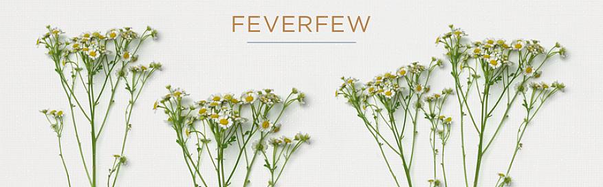 Så vil ikke konkurrere med duftende liljer eller pioner i bryllupsarrangementet ditt