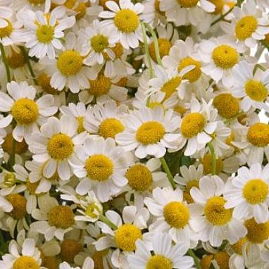 Fiolette eller hvite kronblad