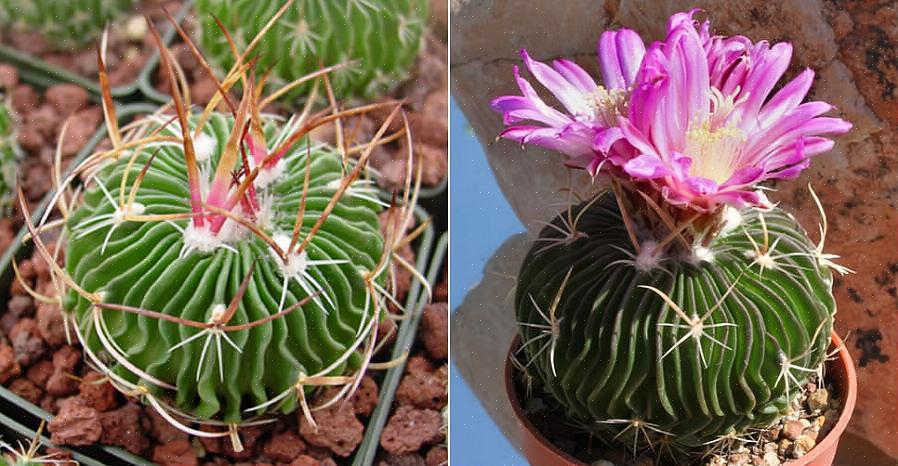 I motsetning til mange andre kaktusarter er mange Stenocactus ofte ensomme eller enkeltplanter