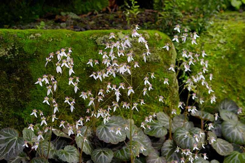 I likhet med utegartnerne som bruker dem som bunndekke