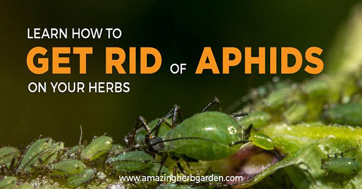 Bladlusinfeksjoner har en tendens til å utvikle seg raskt