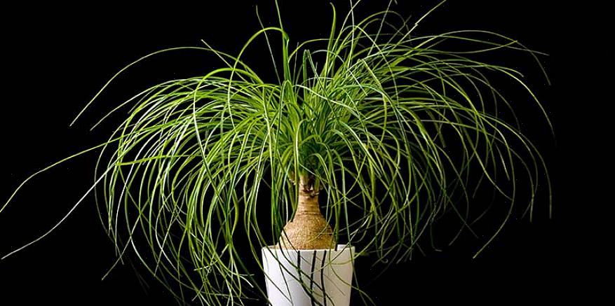 Bør hestehale palmer aldri trimmes på toppen