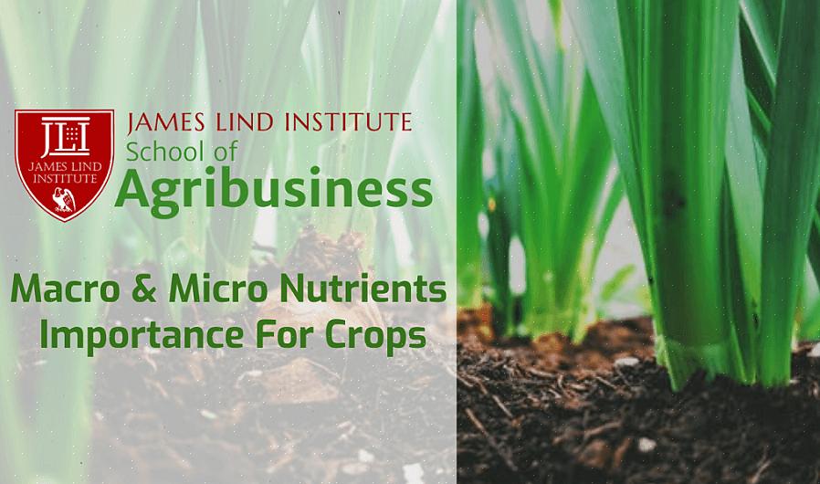 Makronæringsstoffer er nødvendig i mye større mengder enn mikronæringsstoffer