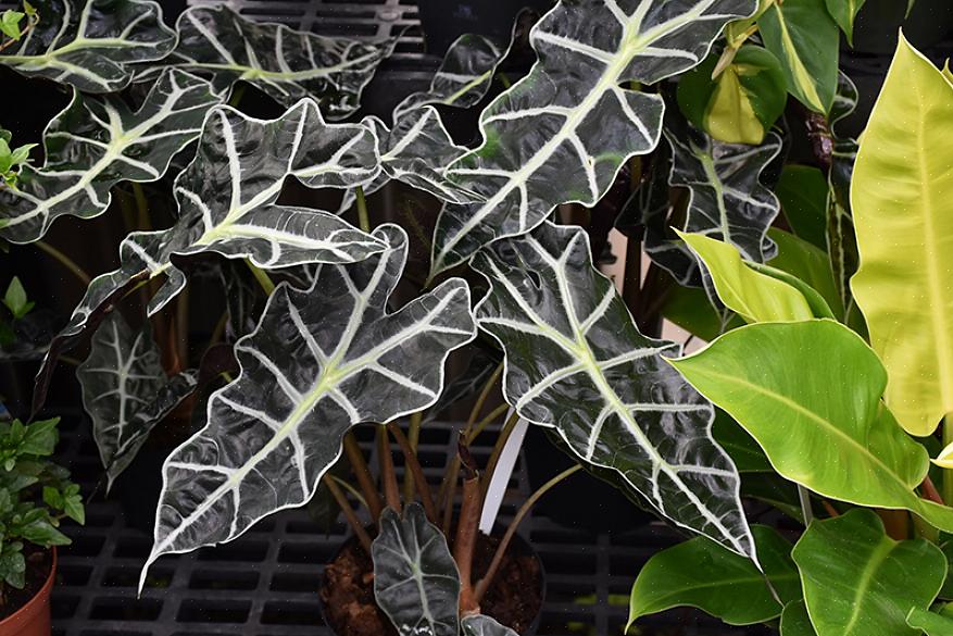 Å være en tropisk plante