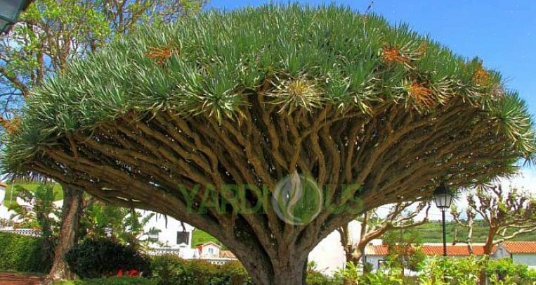 Drakens blodplante (Dracaena draco) er ikke den vakreste av potteplanter