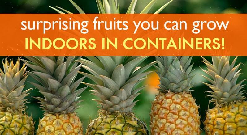 De beste frukttrevarianter for potter inkluderer