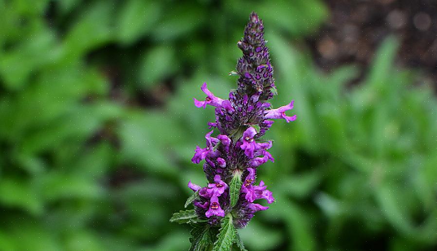 Betony (Stachys officinalis) er en flerårig urt som er hardfør mot USDA plantehardhetssone 4