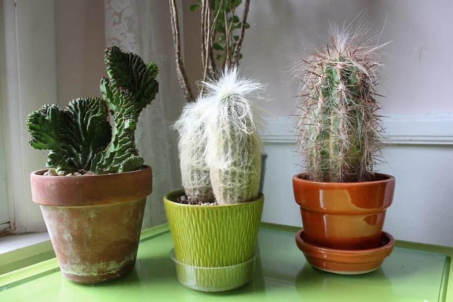 Sterkt lys og passende for planter som krever god