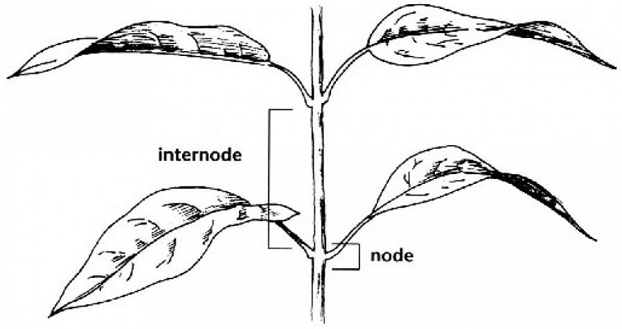 Bladene og forgrenede kvister har sitt utspring