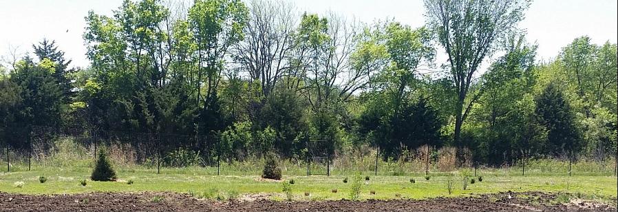 Denne busken kan kalles sparkleberry