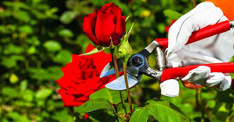 Beskjæringsstrategi for hybridte-roser