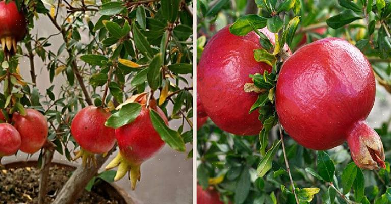 Granatepletreet er ganske lite - dets dvergvarianter vokser så lave som to meter høye