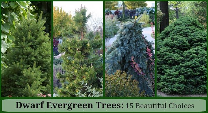 Brukes serbisk gran vanligvis som et prydprøve i store hager