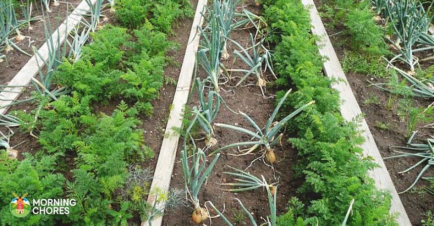 Ledsagerplanter avviser hageskadedyr