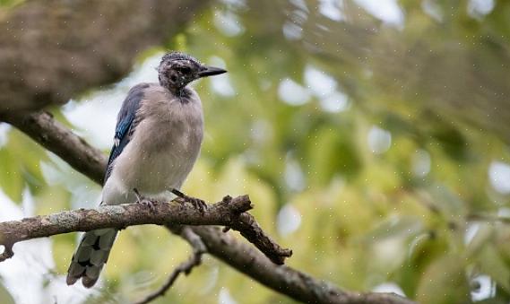 Kan du bruke retningslinjene for å estimere antall eller hvordan de vil at fugler skal telles