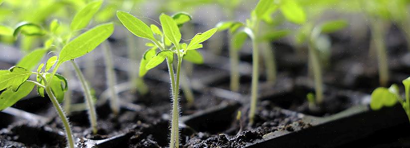 Må du dobbeltsjekke anbefalt plantedybde eller plante litt grunnere neste gang