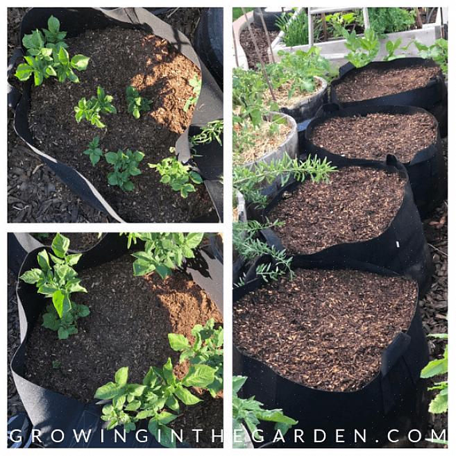 Poteter bør dyrkes i et område som får minst seks timer med sol