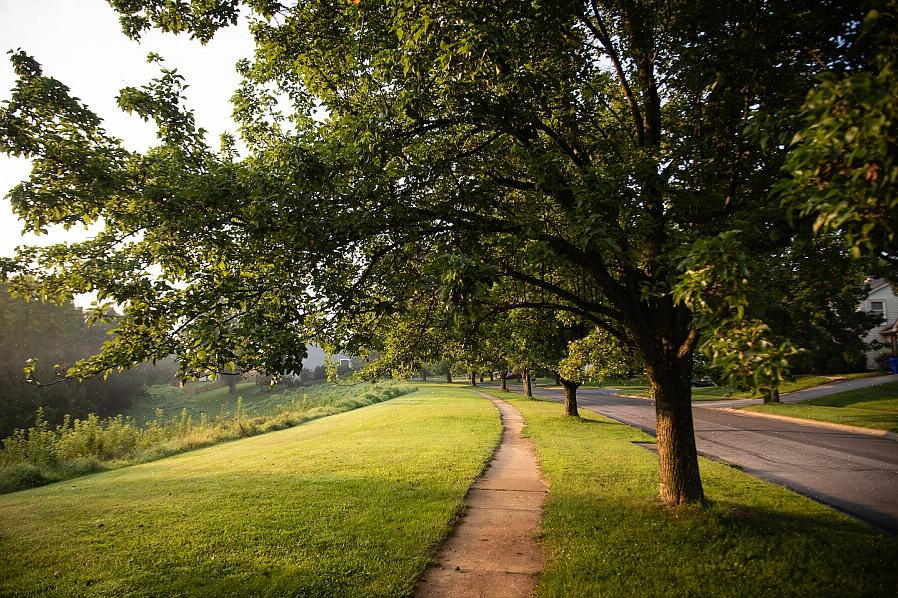 Gule blader på Bradford pæretrær om våren kan også være et tegn på overvanning