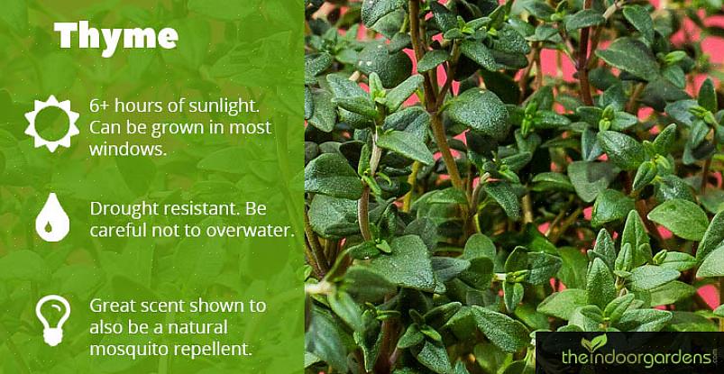 For eksempel sitron eller spansk timian