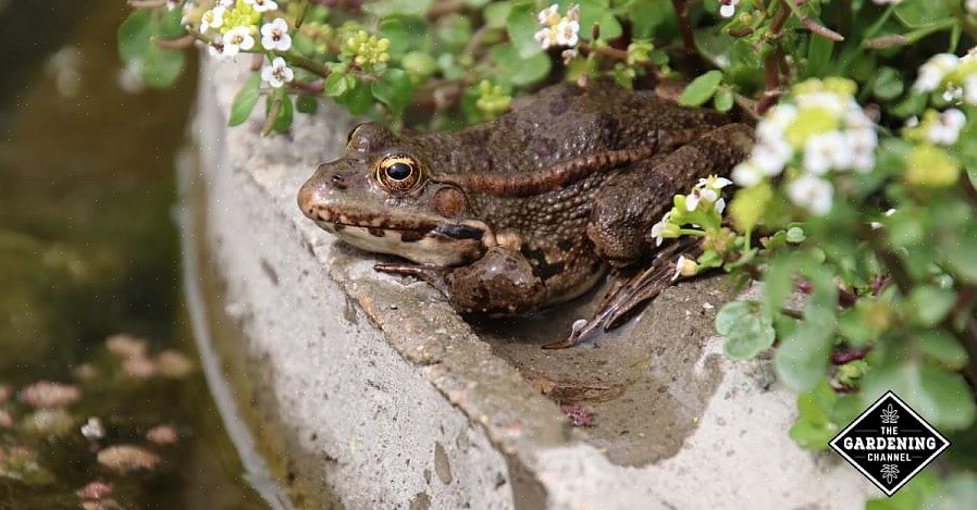 Sjekk det hver dag eller så for å være sikker på at beholderen har litt vann i seg