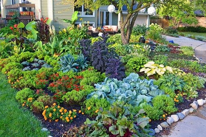 Bruk ikke fersk kaffegrut direkte på jorden rundt magnoliatreet ditt