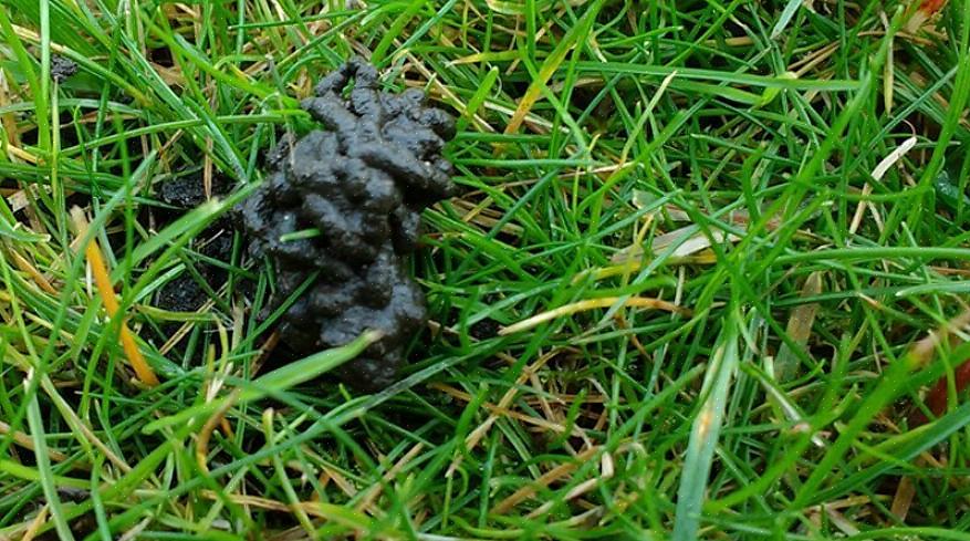 Mesteparten av tiden er ormer helt usynlige