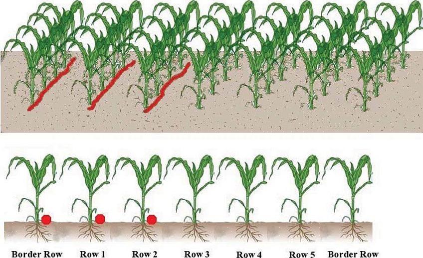 Om et nitrogenfikserende anlegg