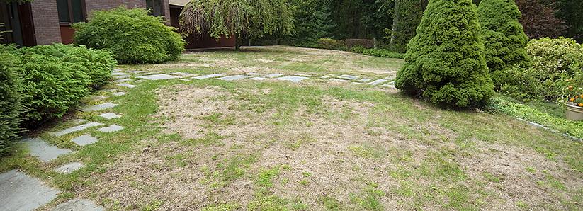 Påføring av for mye gjødsel eller utslipp av gjødsel på plenen kan føre til at gressbladene brennes