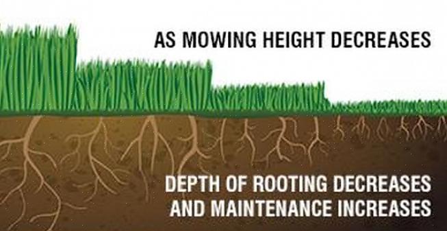 Problemet er at denne typen klipping legger enormt mye stress på torvet