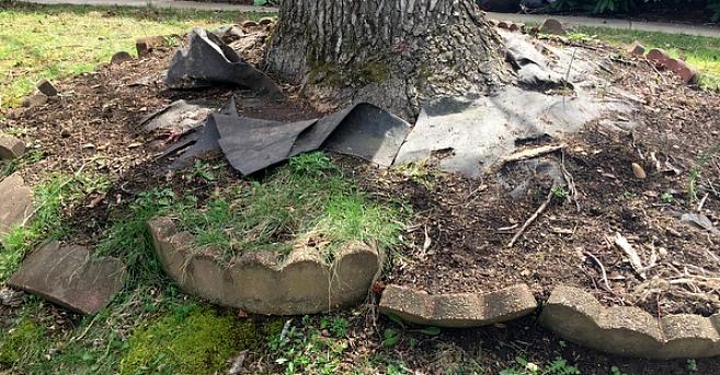 Men plutselig å dekke utsatte trerøtter med nok jord til å starte en hage kan forårsake alvorlig skade