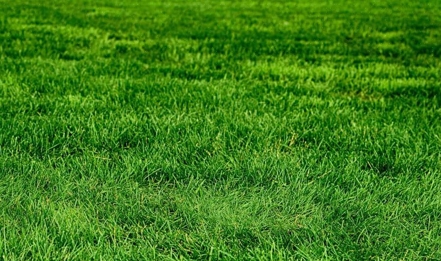 En jordtest er den beste måten å vite om plenen din trenger kalk