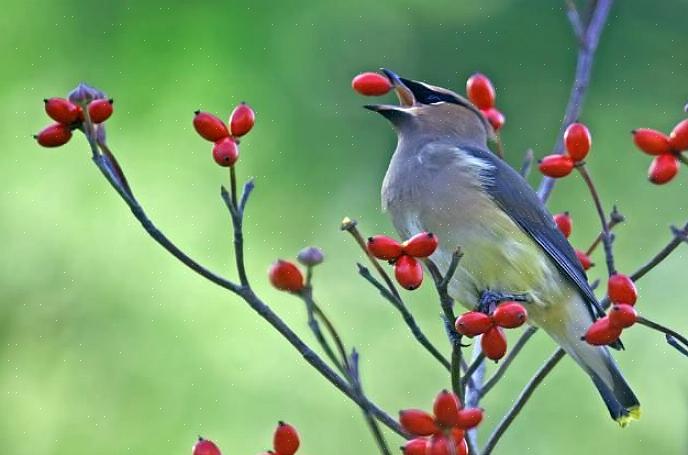 Fugler elsker Joe Pye ugressfrø å spise