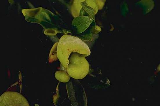 For eksempel har en hagemester skrevet om bladgaller forårsaket av insekter på forskjellige trær