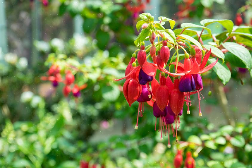 Fuchsia setter pris på sterkt lys