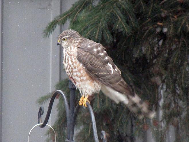 I likhet med modne fugler har den unge Cooper's hauk en merkbart lang halemerking