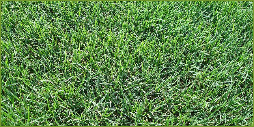 Plantingen av raigras om vinteren kalles for såing fordi du planter frøet over eksisterende Bermuda-gress