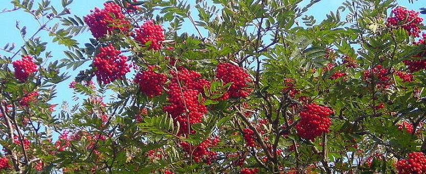 Navn du kan se brukt på dette treet inkluderer europeisk rogn